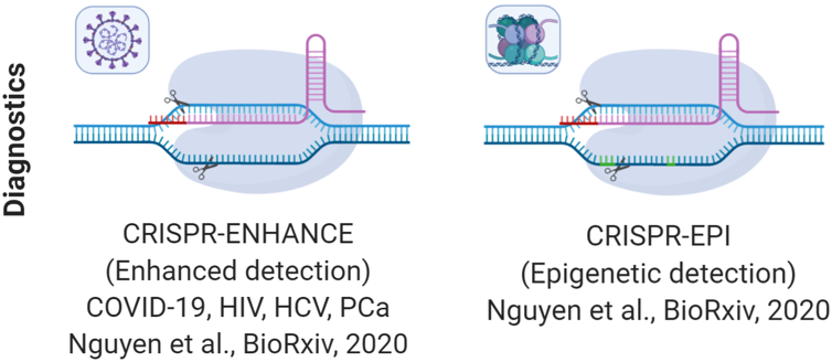 CRISPR-ENHANCE and CRISPR-EPI - CRISPR/Cas as Improved Diagnostics